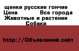 щенки русские гончие › Цена ­ 4 000 - Все города Животные и растения » Собаки   